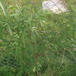 Mulberry Tree