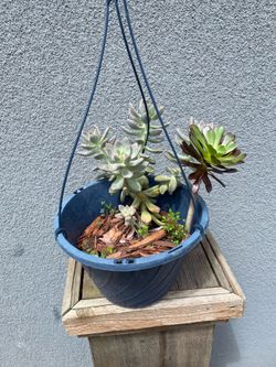 Real hanging plants $10 each