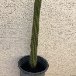 Golden Torch Cactus 30” Tall 
