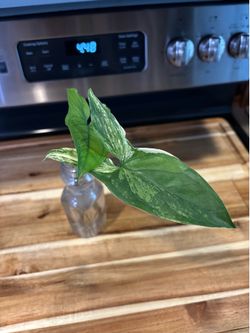 Syngonium Albo Cutting