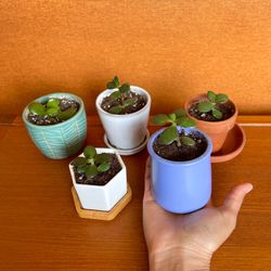 Jade Succulent Indoor Outdoor Plants In Small Terra Cotta Ceramic Pot Pots