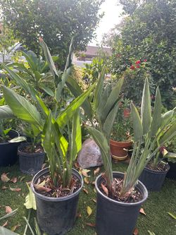 Birds of Paradise