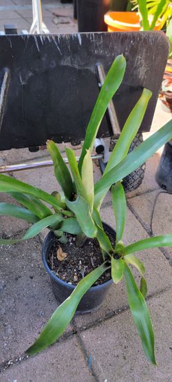 Neoregelia