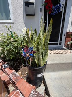 Live Snake Plant Sansievieria Zeylanica