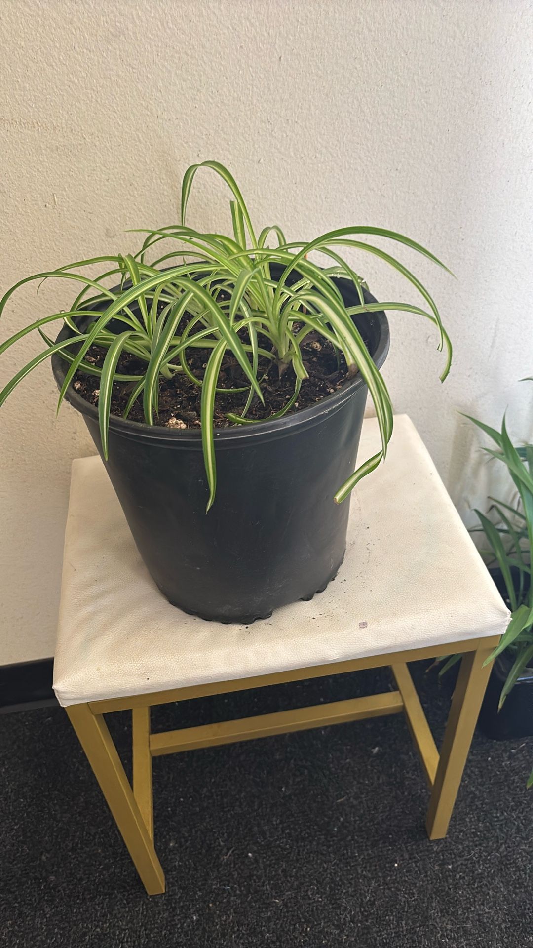 Spider Plant