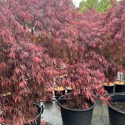 Japanese Maple Variety Of Maples