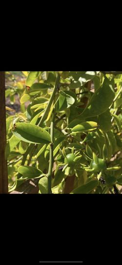 Pereskia aculeata Or Barbados gooseberry