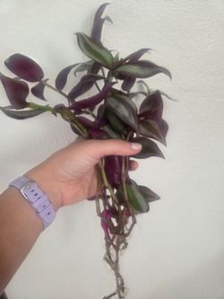 Tradescantia Zebrina Plant Cuttings