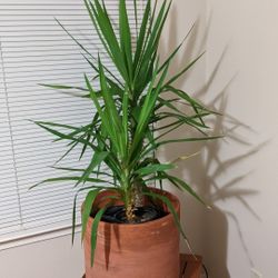 yucca plant for sale 