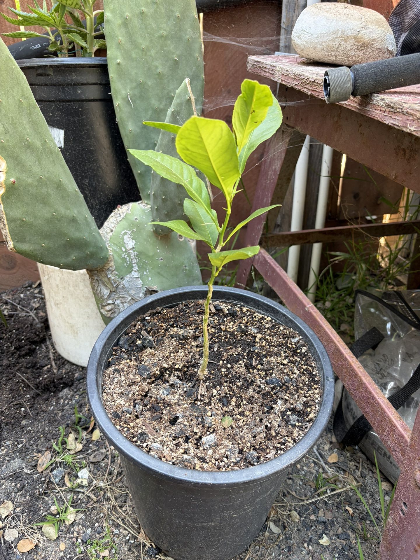 PLANTAS LIMON AMARILLO