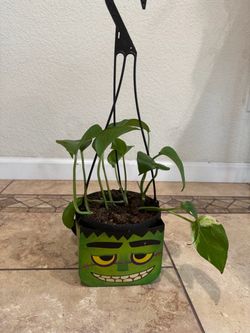 Potted plant