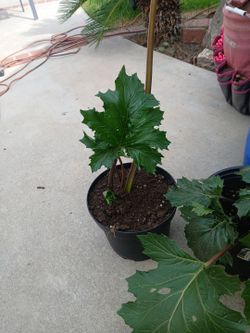 Bear breeches plants
