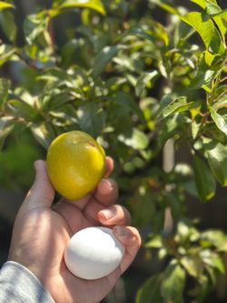 Plum tree