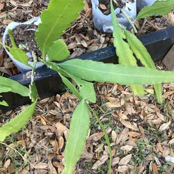Queen Of The Night Or Brahmakamal Flower Plant 