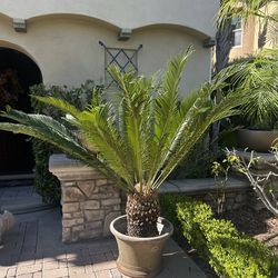 Mature and healthy Sago Palm