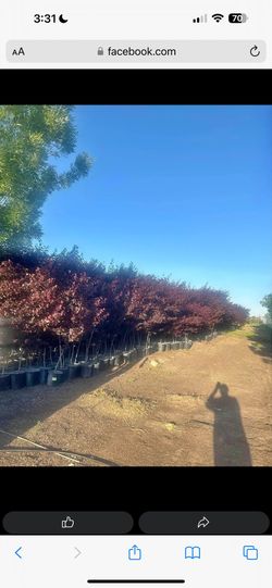 Red Shade Trees/ Arboles De Sombra