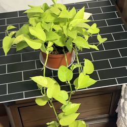 Neon Pothos