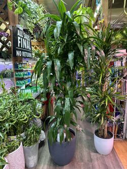 Dracaena Plants Collection 3-6 Feet Free Delivery **ALL VARY IN PRICE** 