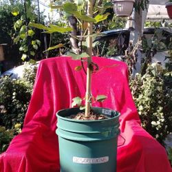Fig Tree (Desert King)