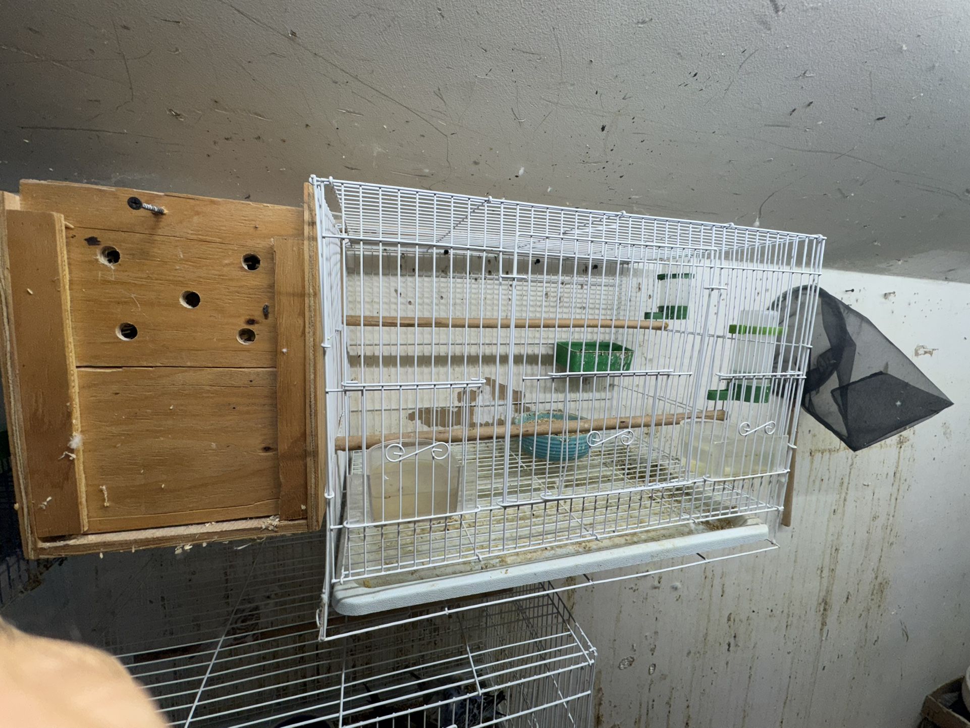Bird Cage