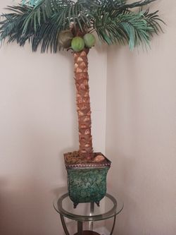 Palm Plant