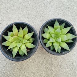 Succulents plants 🪴（2 for $5）