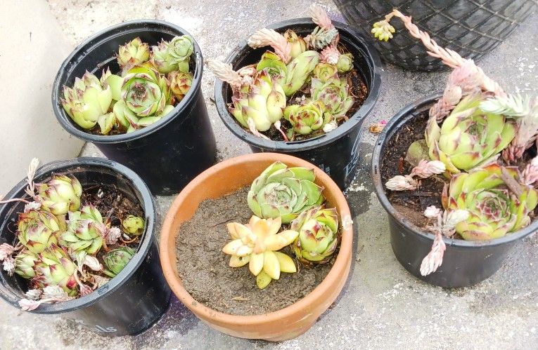 Succulents