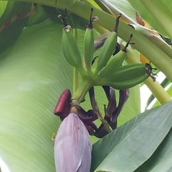 Banana Tree $20-$25 