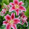 🌸Lily🌸