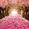 🌸🌸💖