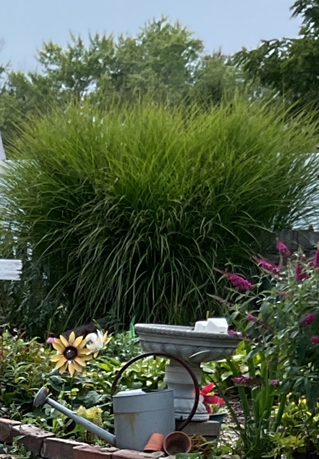 Pampas Grass Plants,pls Read Alllll