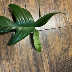 Philodendron Florida Plant Cutting One Leaf W/new Leaf Emerging 