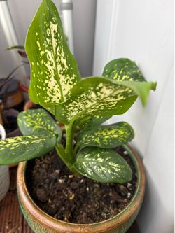 Home plant