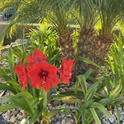 Amaryllis Plant - red
