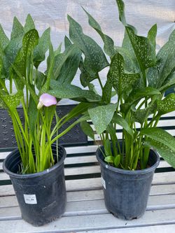 Calla Lily plants