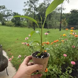 Turmeric plants 