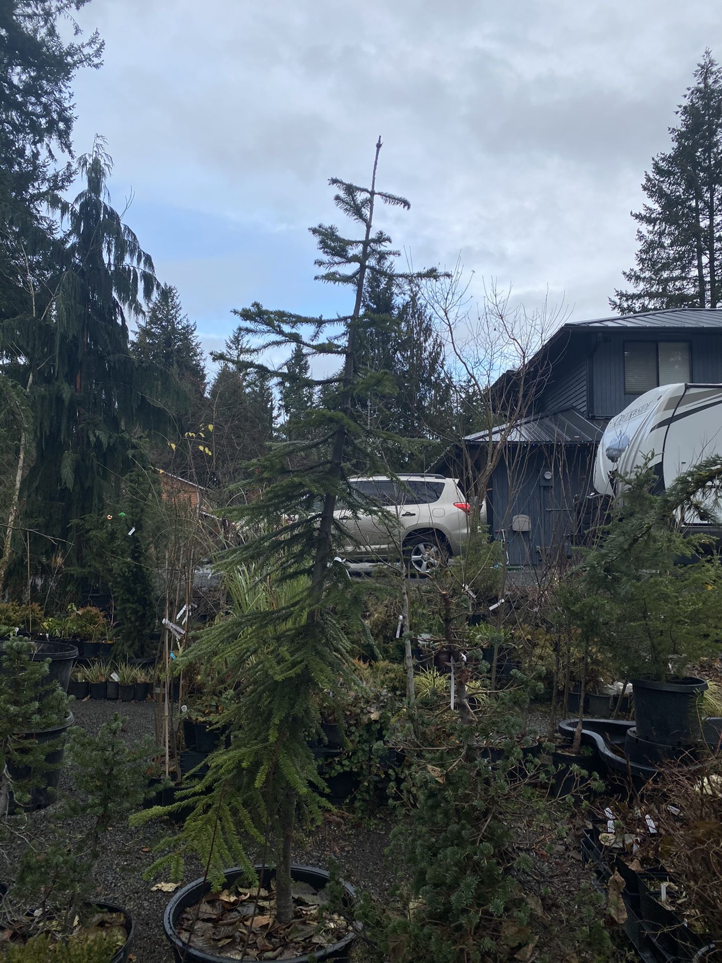 LIVE CHRISTMAS TREES for Sale in Puyallup, WA OfferUp