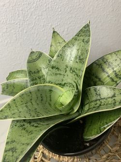 Birdsnest Snake Plant Sansiveria Low Light 