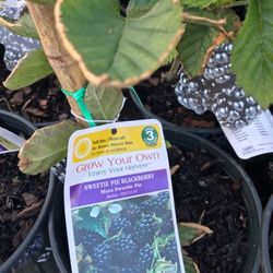 2ft 1gallon Sweetie Pie  Blackberry Seedling Plant Fully Rooted