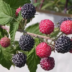 Wild Black Raspberries