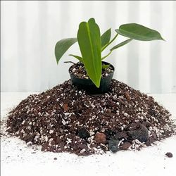 Rare Aroid Philodendron Golden dragon plant/ indoor plant/ house plant/ flower patio garden