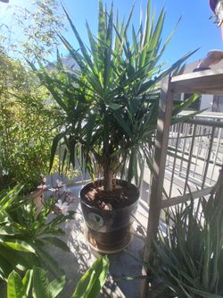 Yucca plant