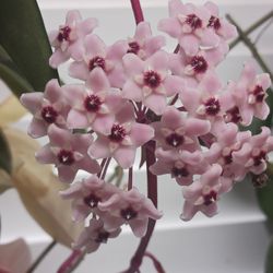 Hoya 'Krimson Queen Plant