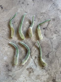 Cutting monkey tail cactus