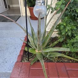 Aloe Vera Plants
