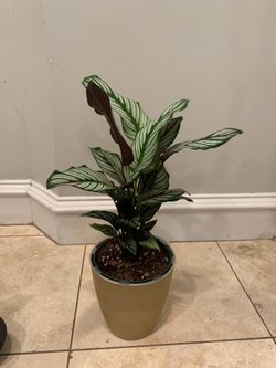 Calathea White Star plant