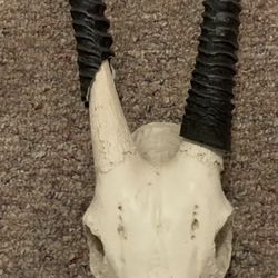 Gemsbok African Wall Trophy