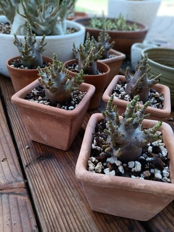 Black Panther Socotranum