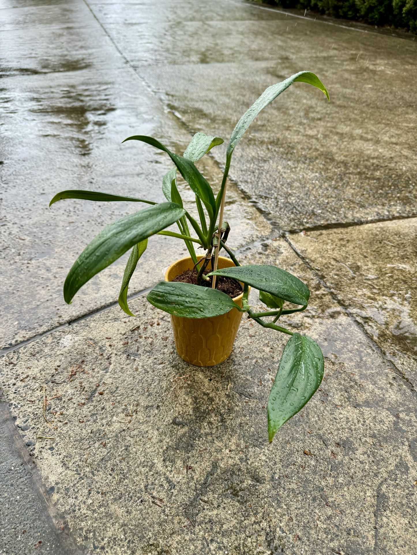 COLLECTORS PLANT 🪴 RARE Full Amplyssum Epipremnum Indoor House Plant 