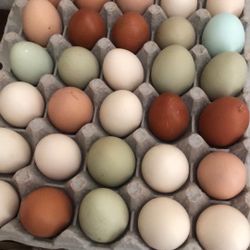 Fresh Egg Flats